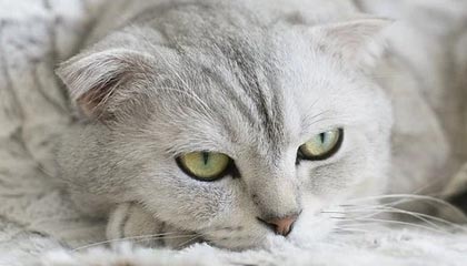 开云体育娱乐-日本队与传统强队展开激烈角逐，日本队与传统强队展开激烈角逐的区别